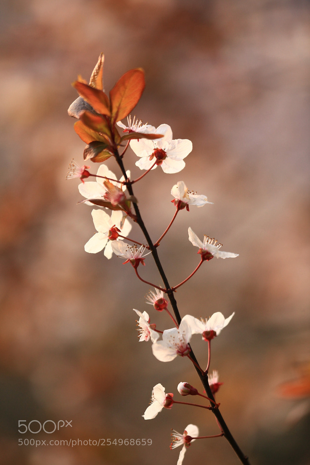 Canon EOS 5D Mark II sample photo. 副本 photography