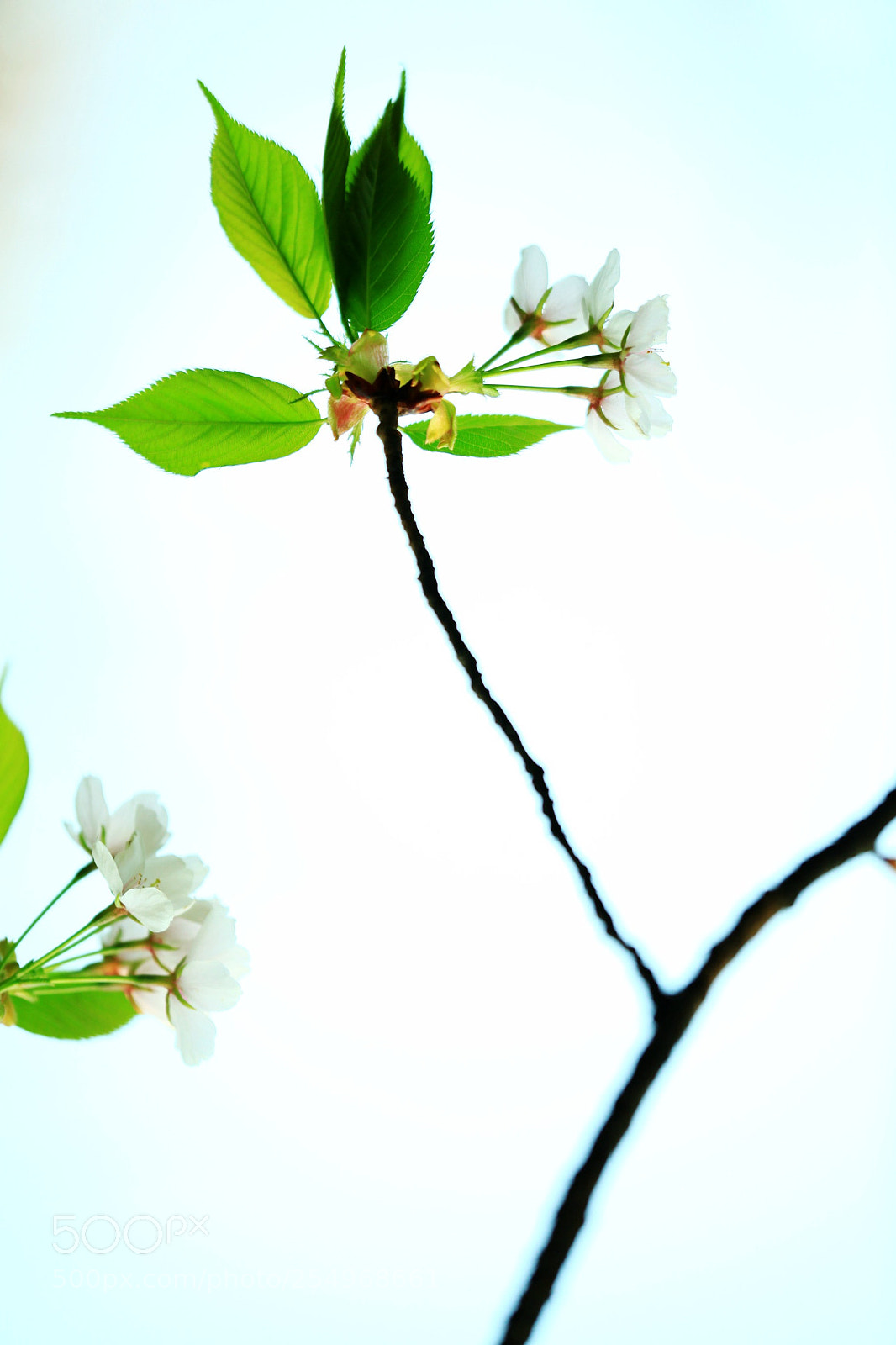Canon EOS 5D Mark II sample photo. 副本 photography