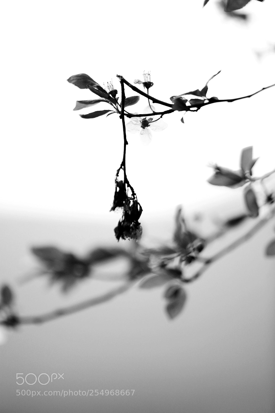 Canon EOS 5D Mark II sample photo. 副本 photography