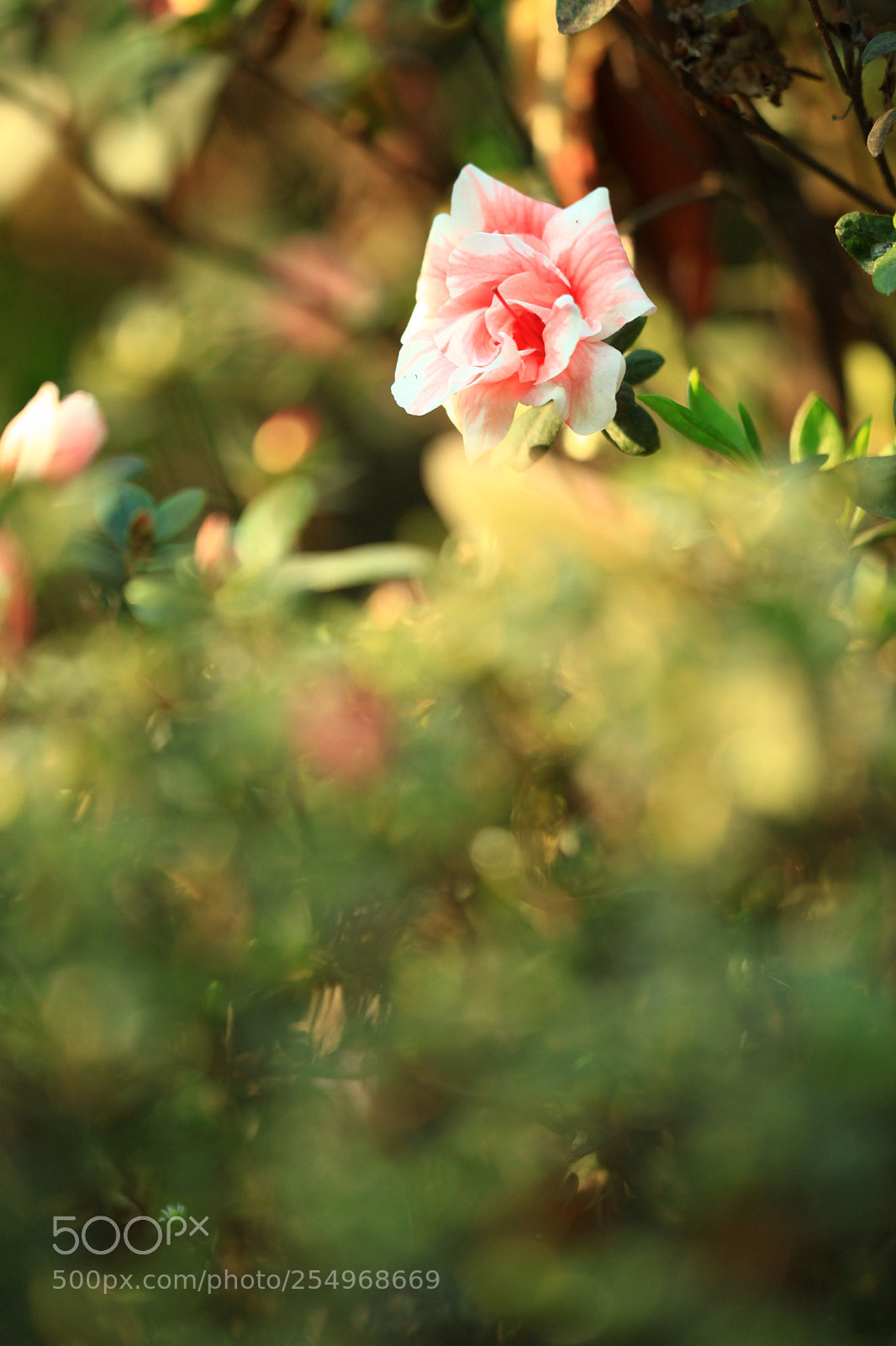 Canon EOS 5D Mark II sample photo. 副本 photography