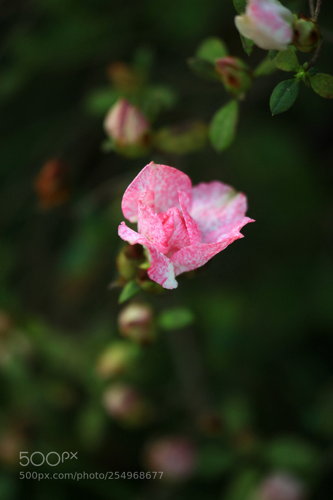 Canon EOS 5D Mark II sample photo. 副本 photography