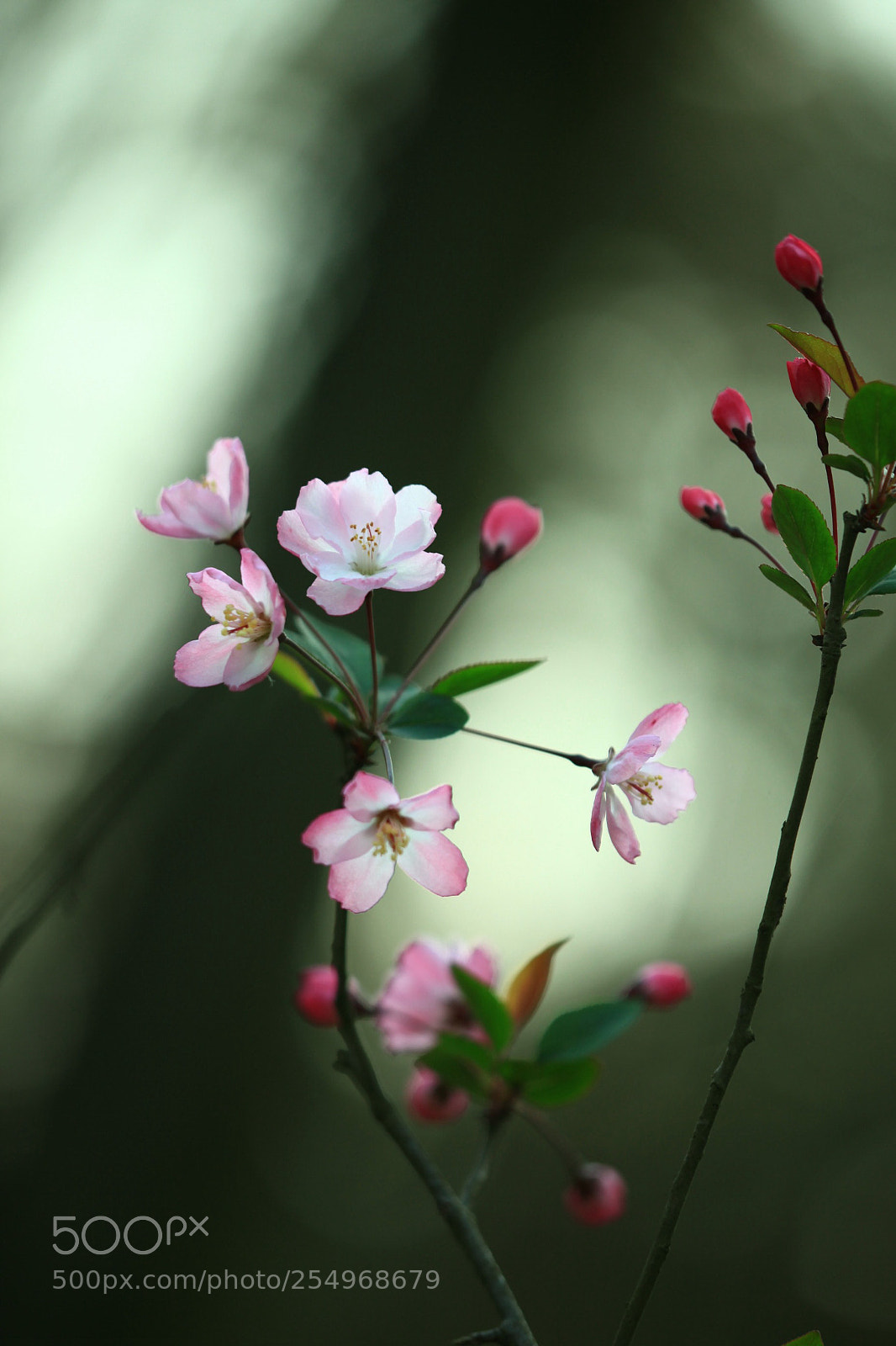 Canon EOS 5D Mark II sample photo. 副本 photography
