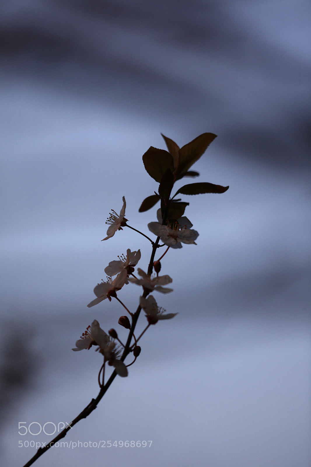 Canon EOS 5D Mark II sample photo. 副本 photography