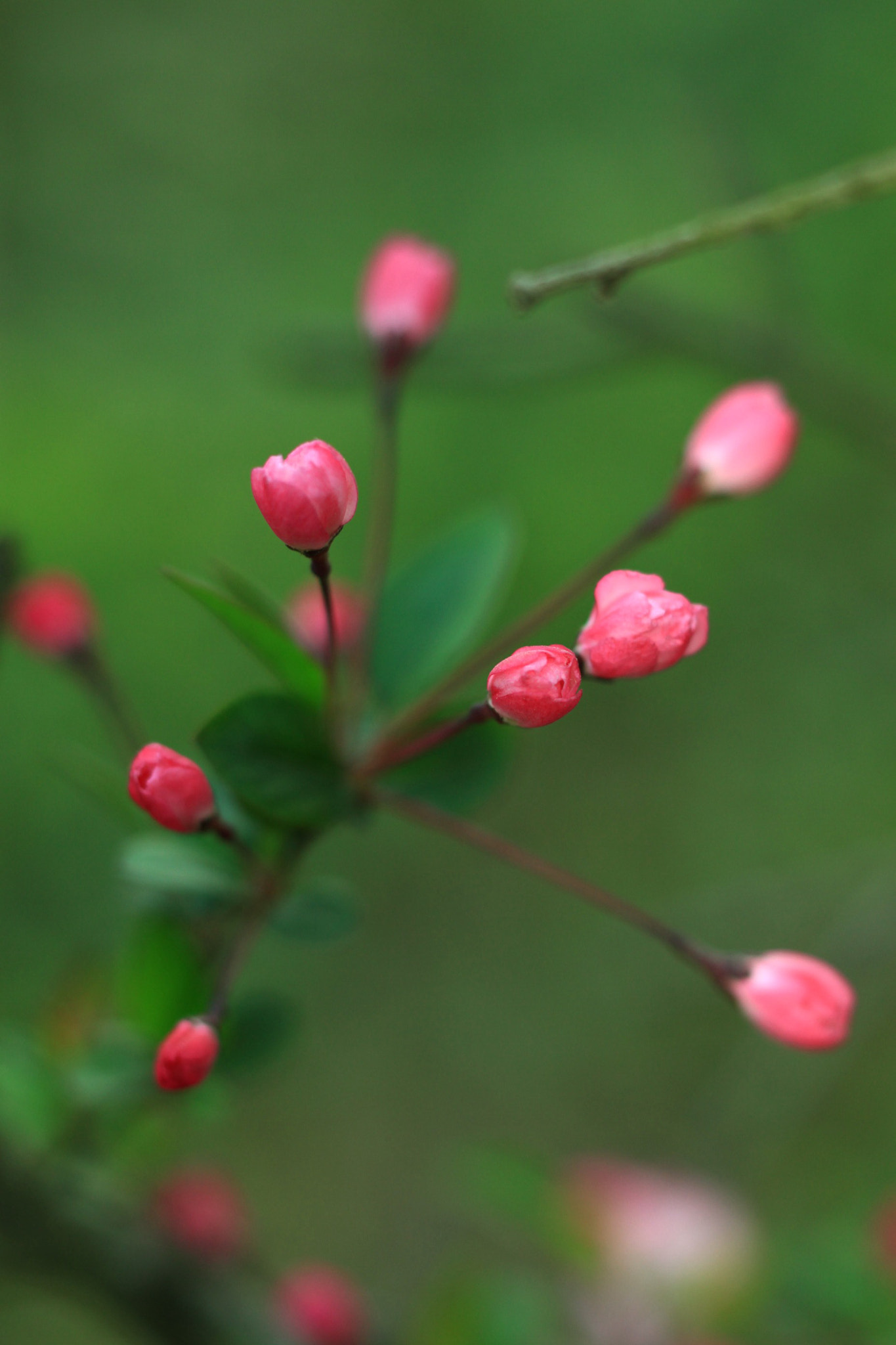 Canon TS-E 90mm F2.8 Tilt-Shift sample photo. 副本 photography