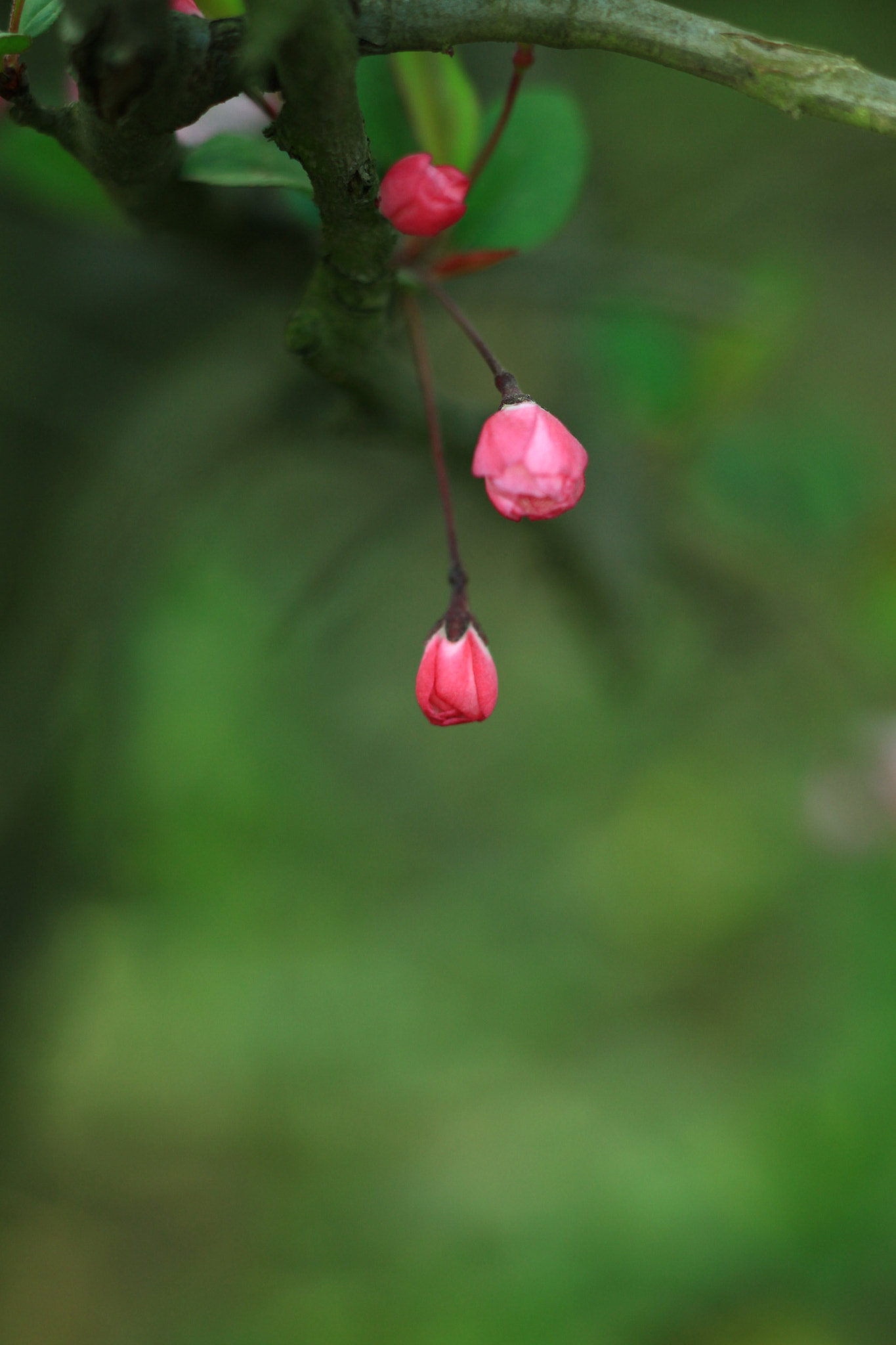 Canon EOS 5D Mark II + Canon TS-E 90mm F2.8 Tilt-Shift sample photo. 副本 photography