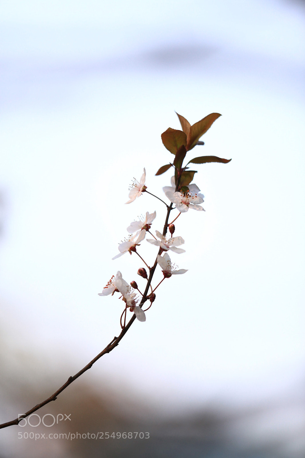 Canon EOS 5D Mark II sample photo. 副本 photography