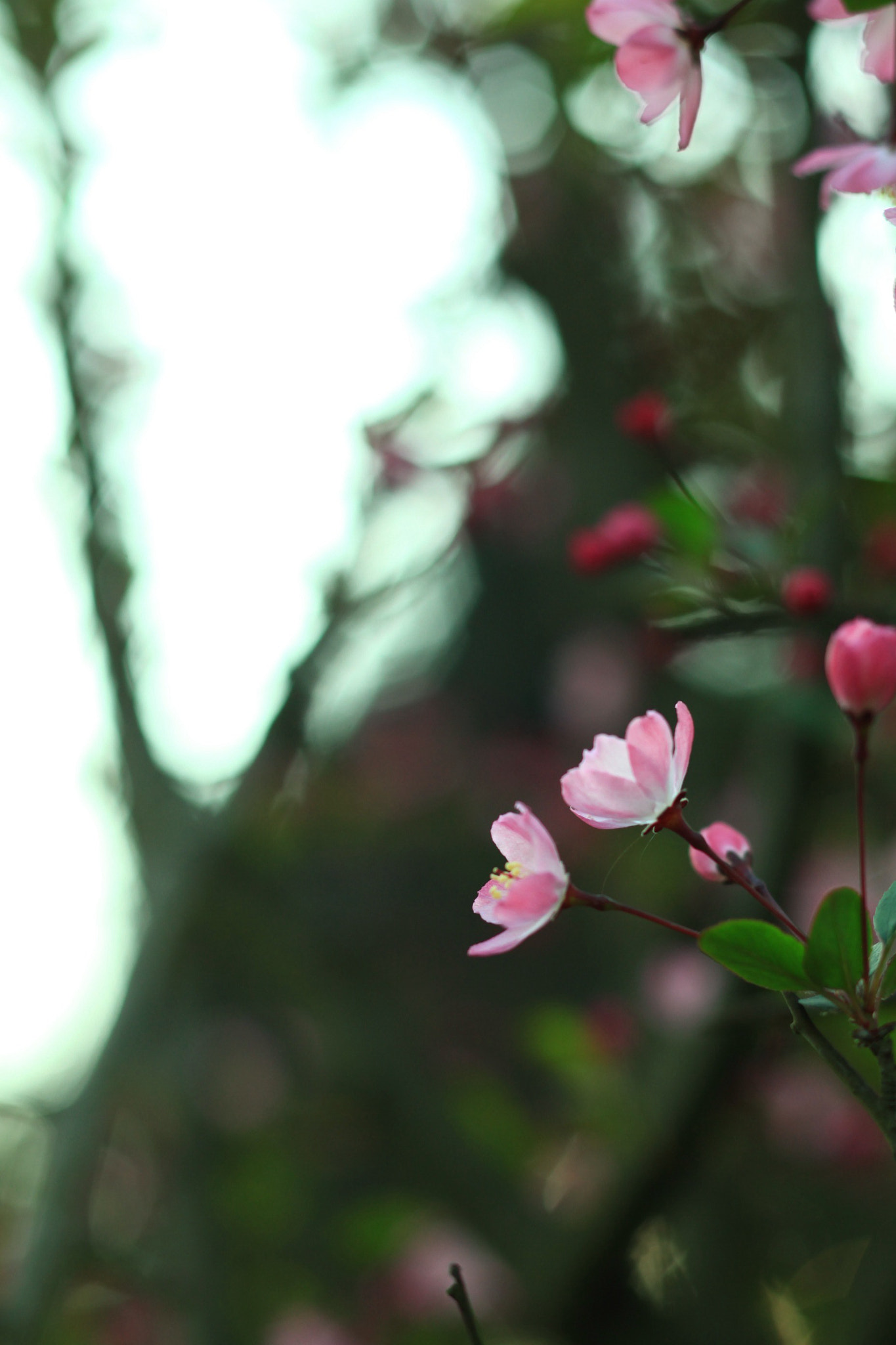 Canon EOS 5D Mark II + Canon TS-E 90mm F2.8 Tilt-Shift sample photo. 副本 photography