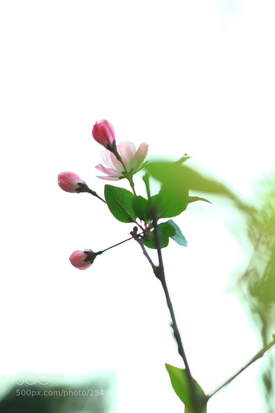 Canon EOS 5D Mark II sample photo. 副本 photography