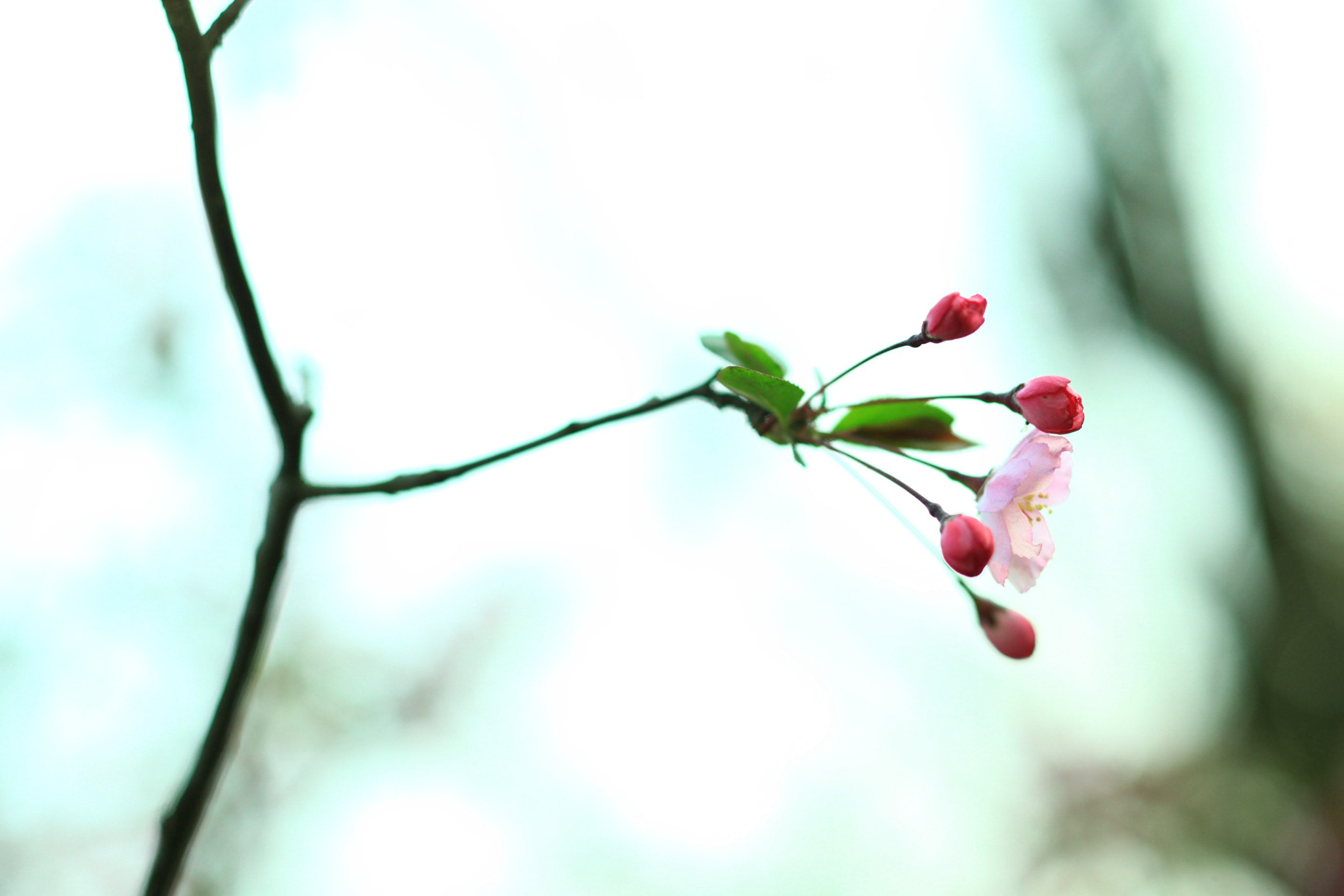 Canon EOS 5D Mark II + Canon TS-E 90mm F2.8 Tilt-Shift sample photo. 副本 photography