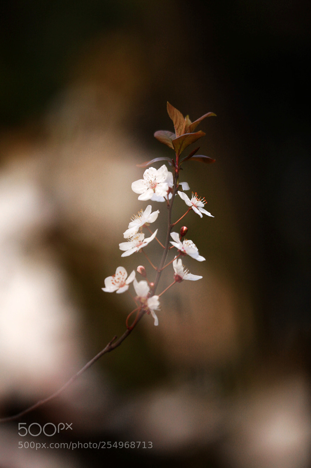 Canon EOS 5D Mark II sample photo. 副本 photography