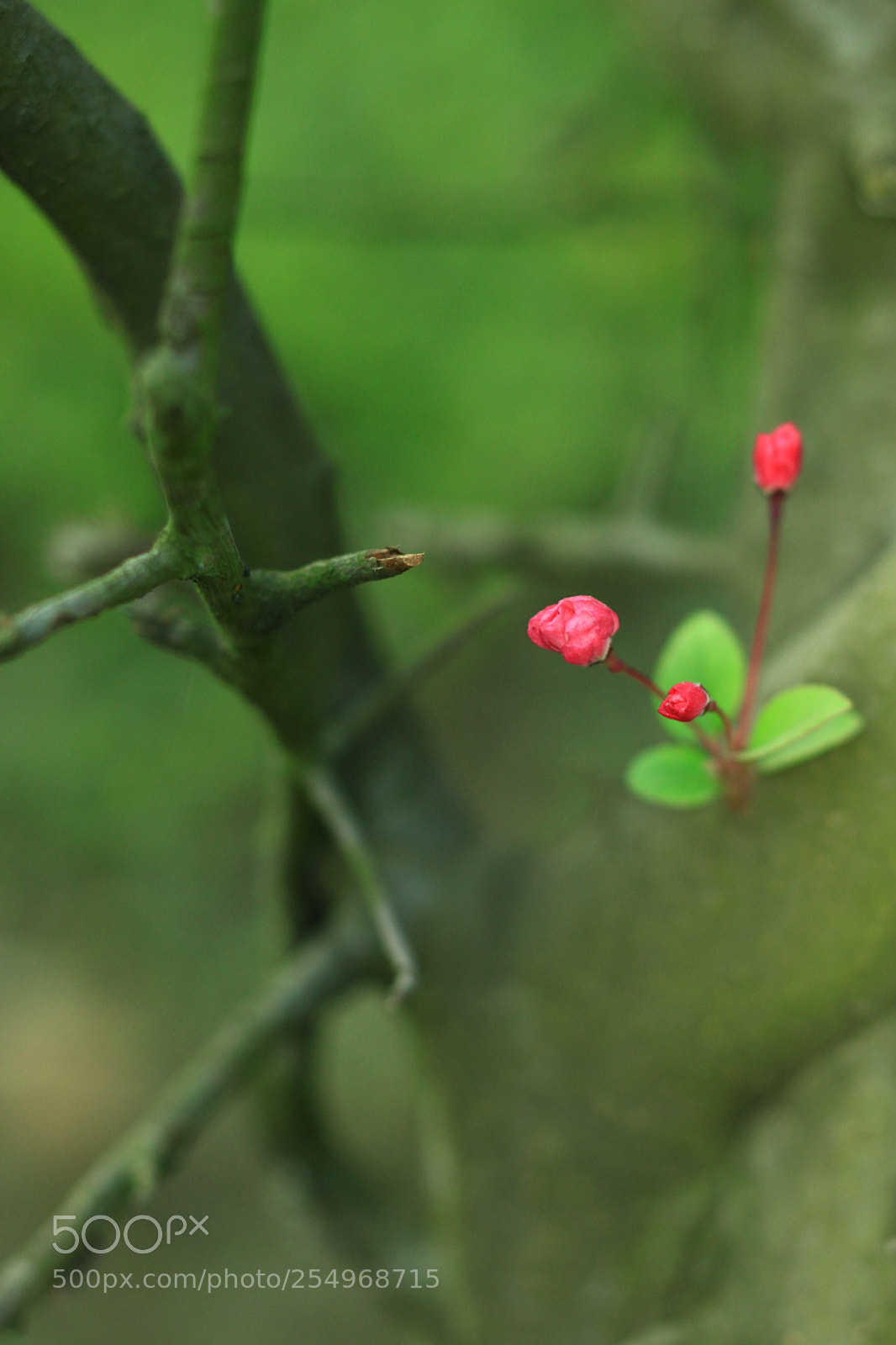 Canon EOS 5D Mark II sample photo. 副本 photography
