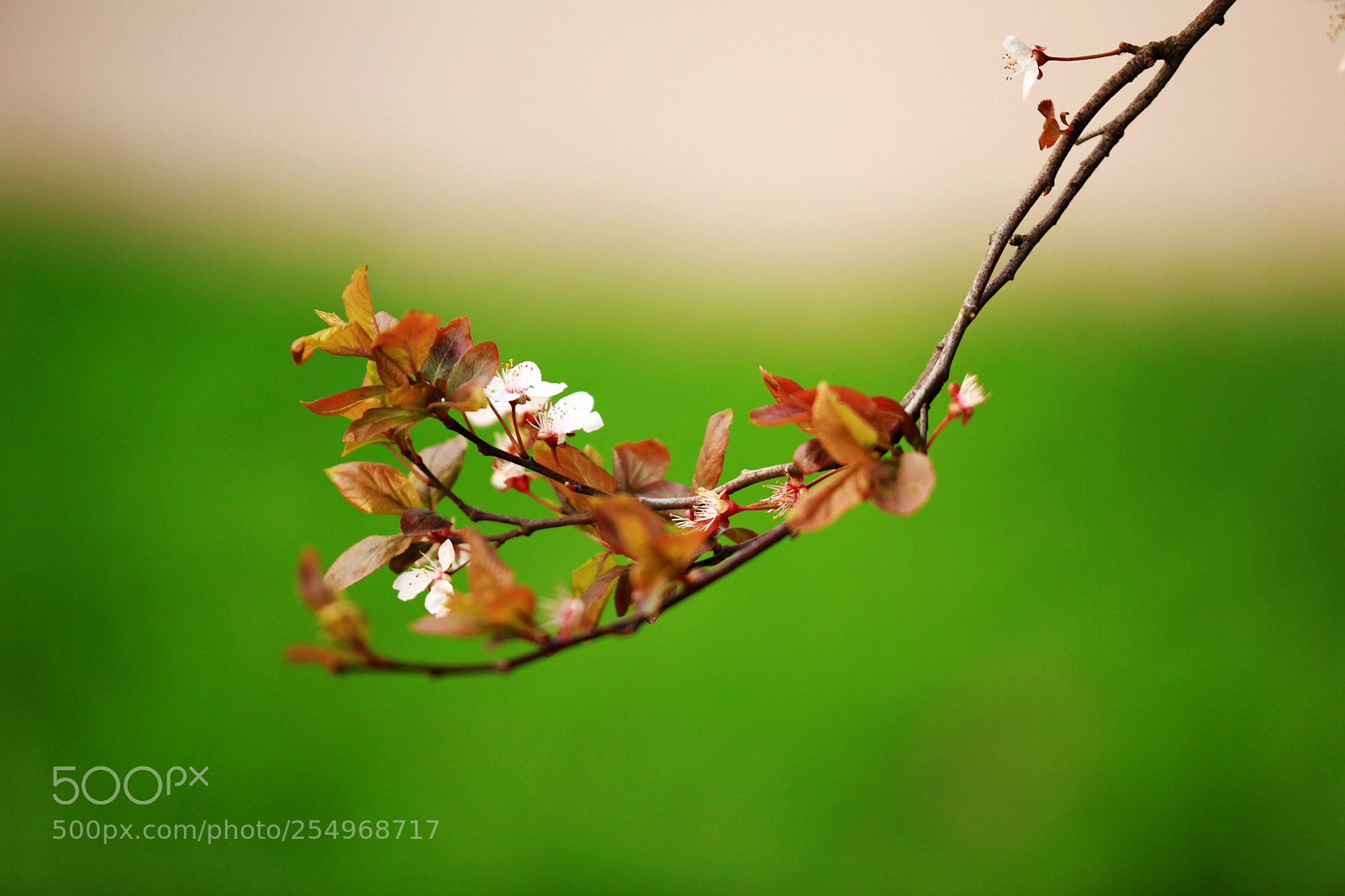 Canon EOS 5D Mark II sample photo. 副本 photography