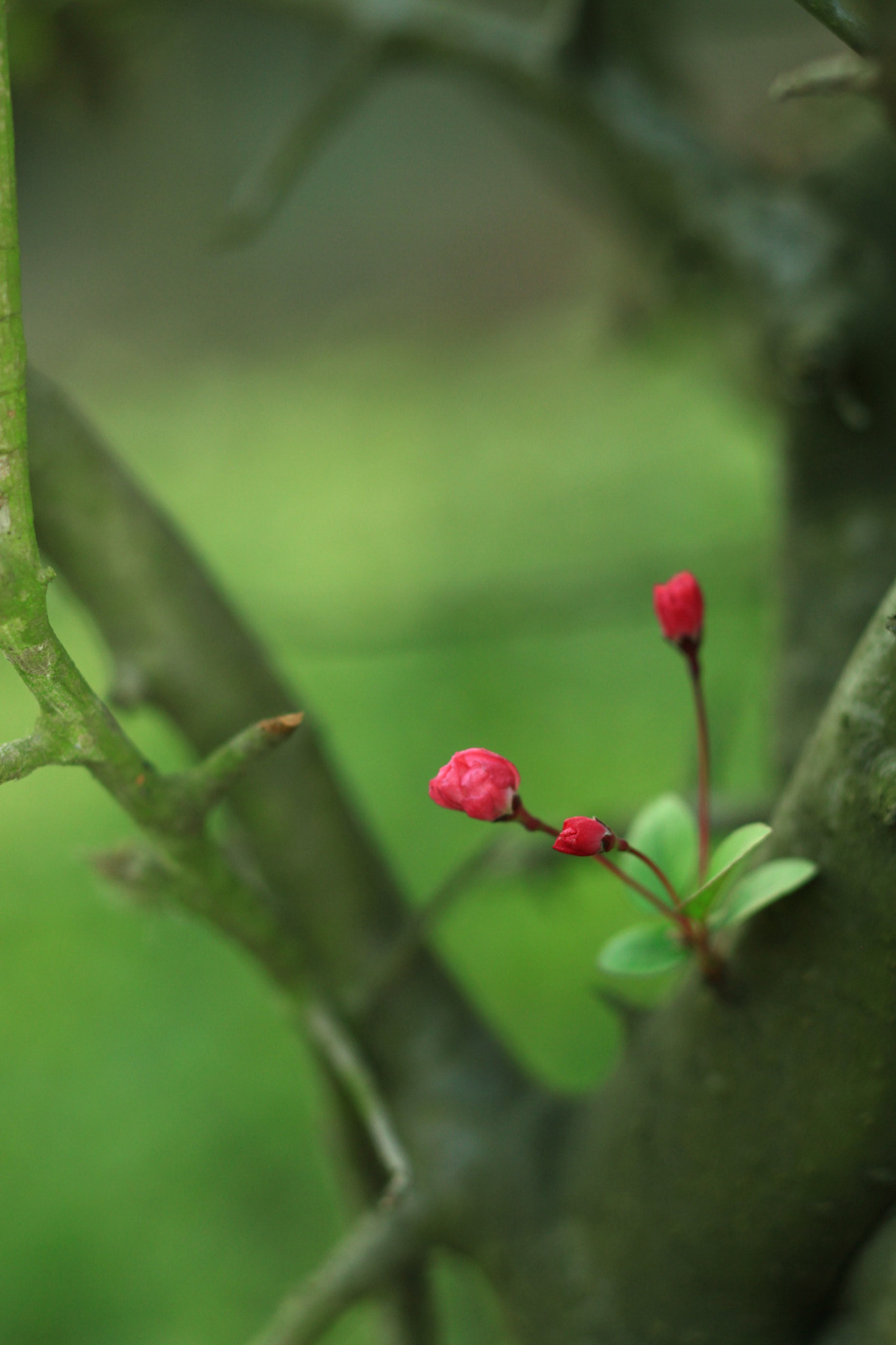 Canon TS-E 90mm F2.8 Tilt-Shift sample photo. 副本 photography