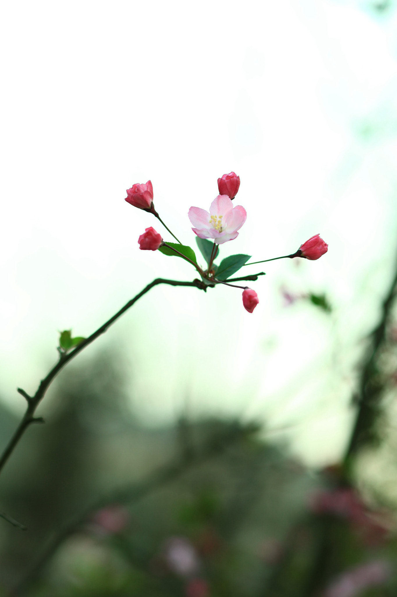 Canon EOS 5D Mark II + Canon TS-E 90mm F2.8 Tilt-Shift sample photo. 副本 photography