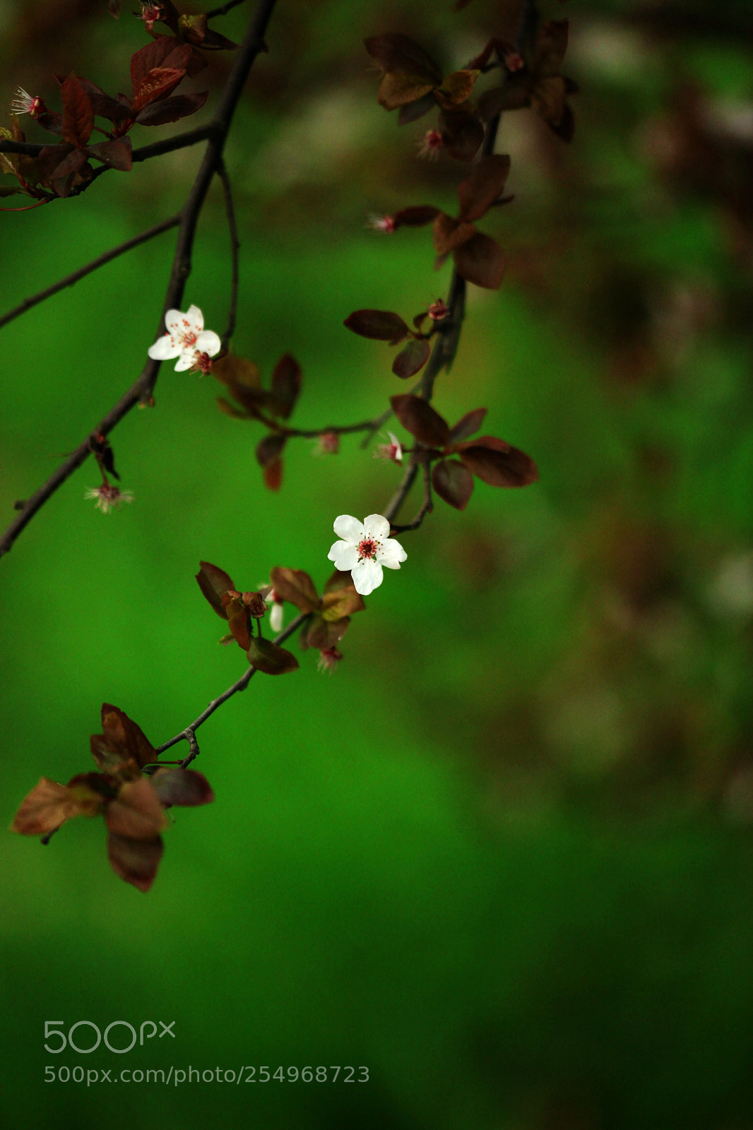 Canon EOS 5D Mark II sample photo. 副本 photography