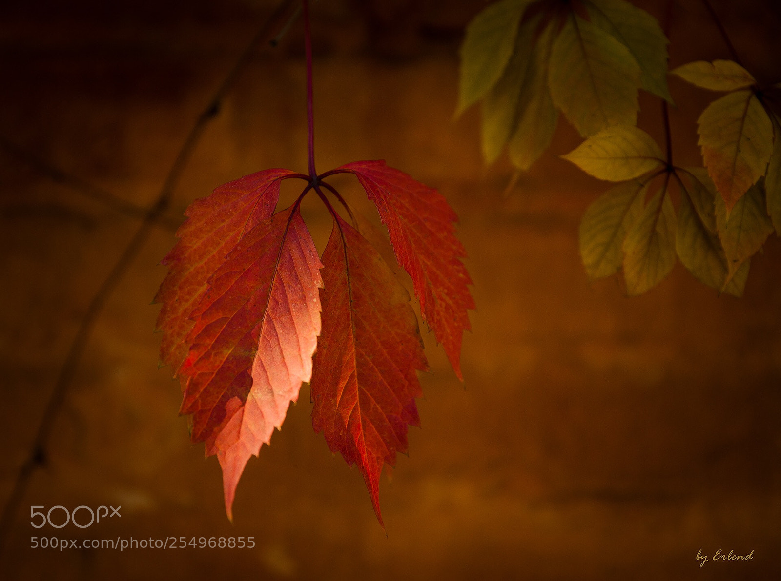 Canon EOS 5D Mark II sample photo. Red leaves photography