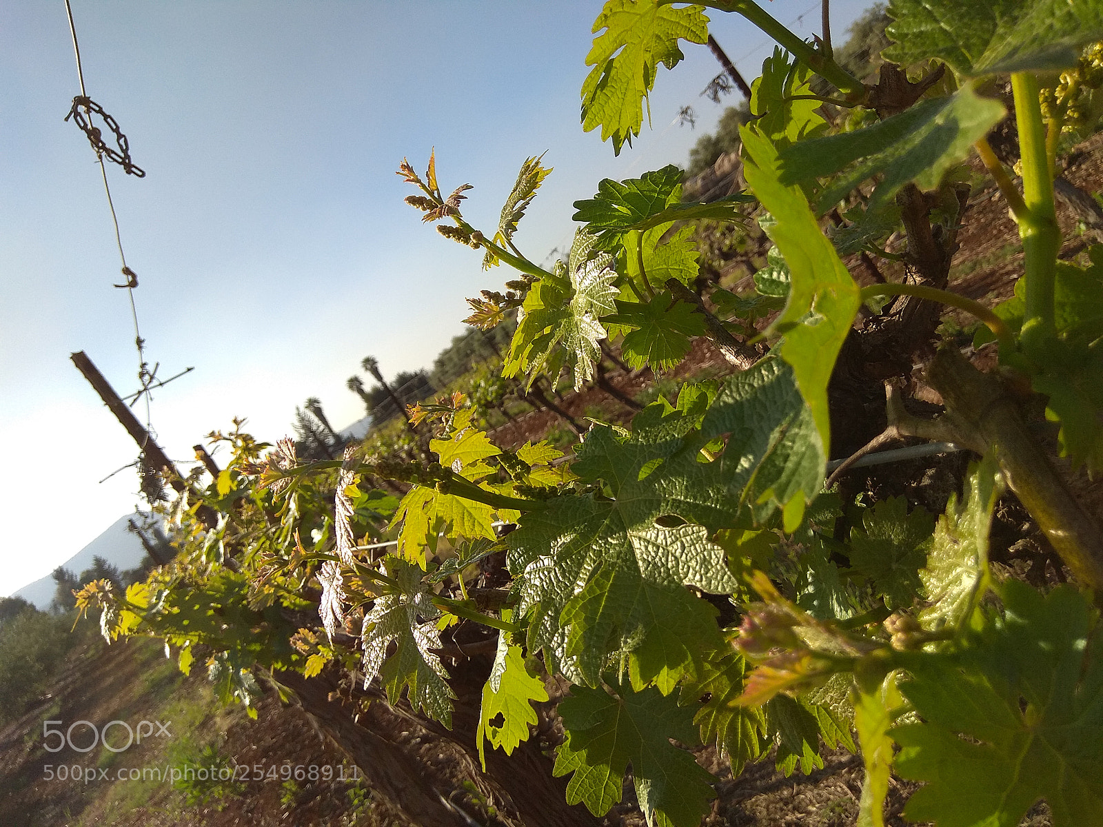 Xiaomi Redmi Note 4 sample photo. Untitled photography