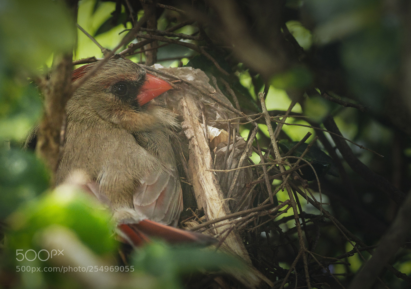 Sony a7R III sample photo. Female cardinal on nest photography