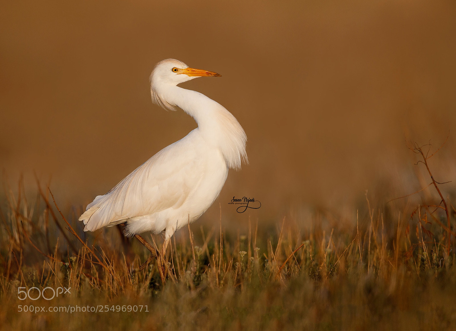 Canon EOS-1D X Mark II sample photo. Cattle egret photography