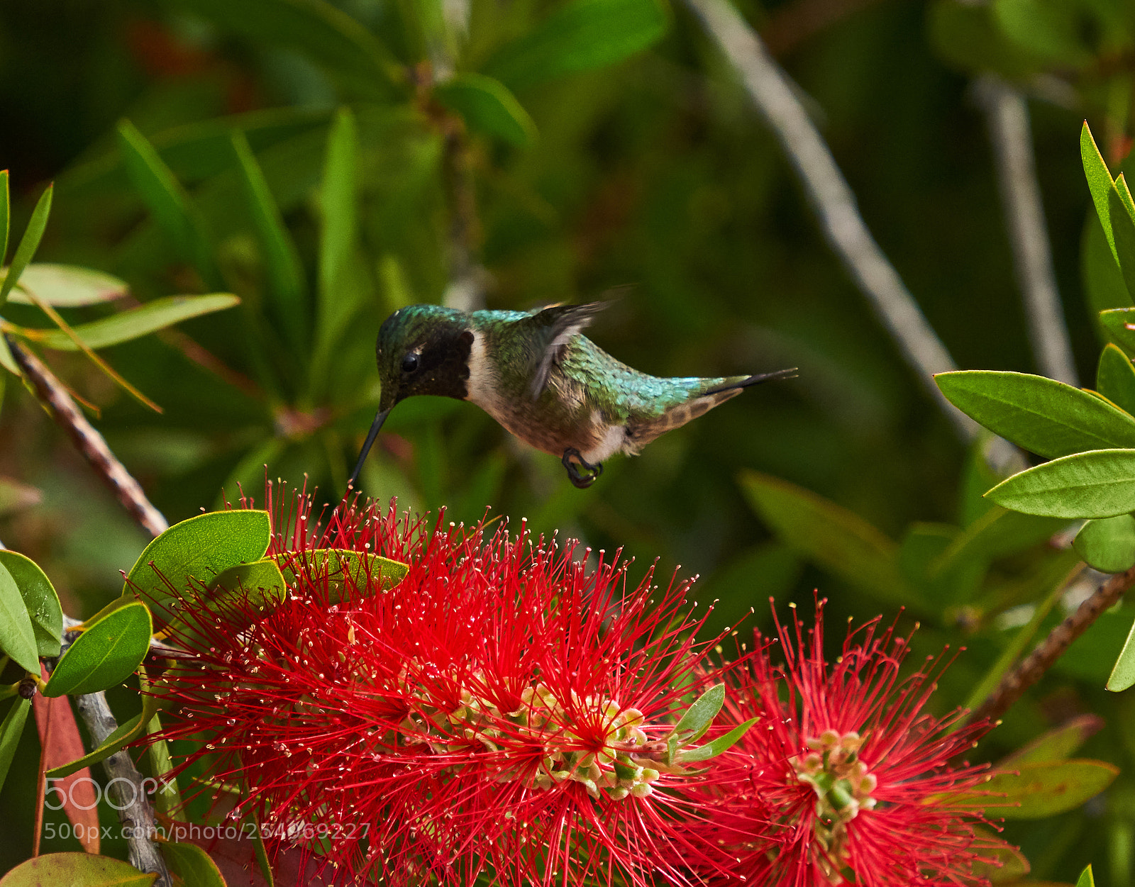 Sony a7R III sample photo. Hummingbirds photography