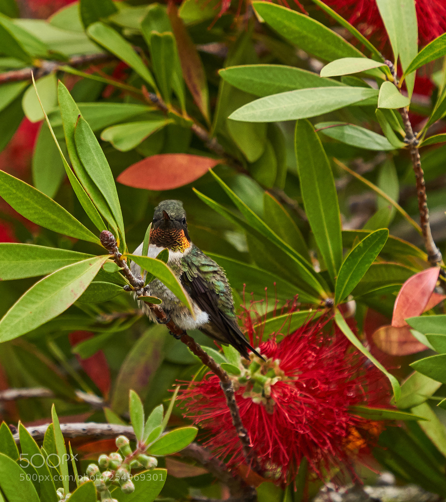 Sony a7R III sample photo. Hummingbirds photography