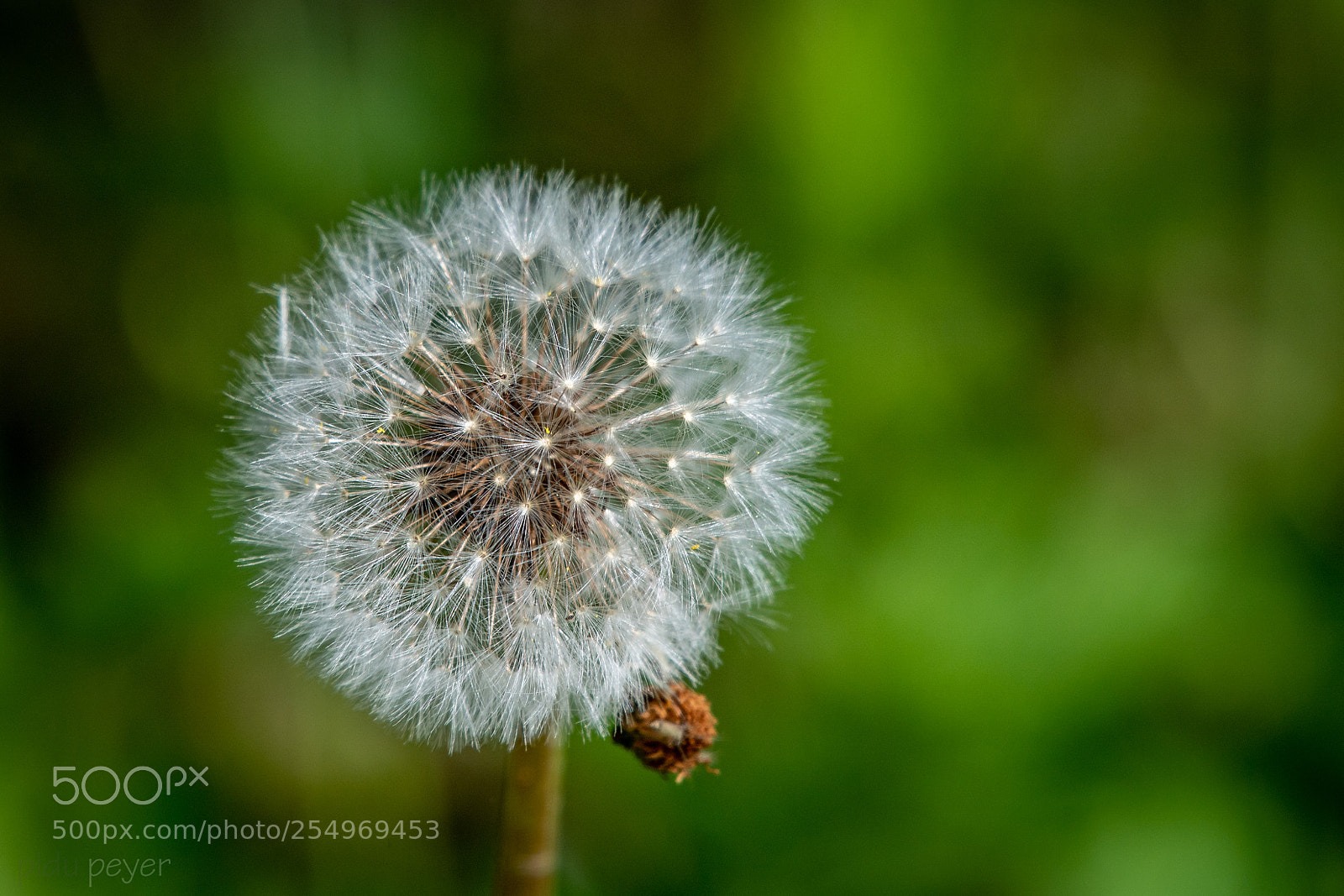Nikon D5 sample photo. Wonder of nature photography