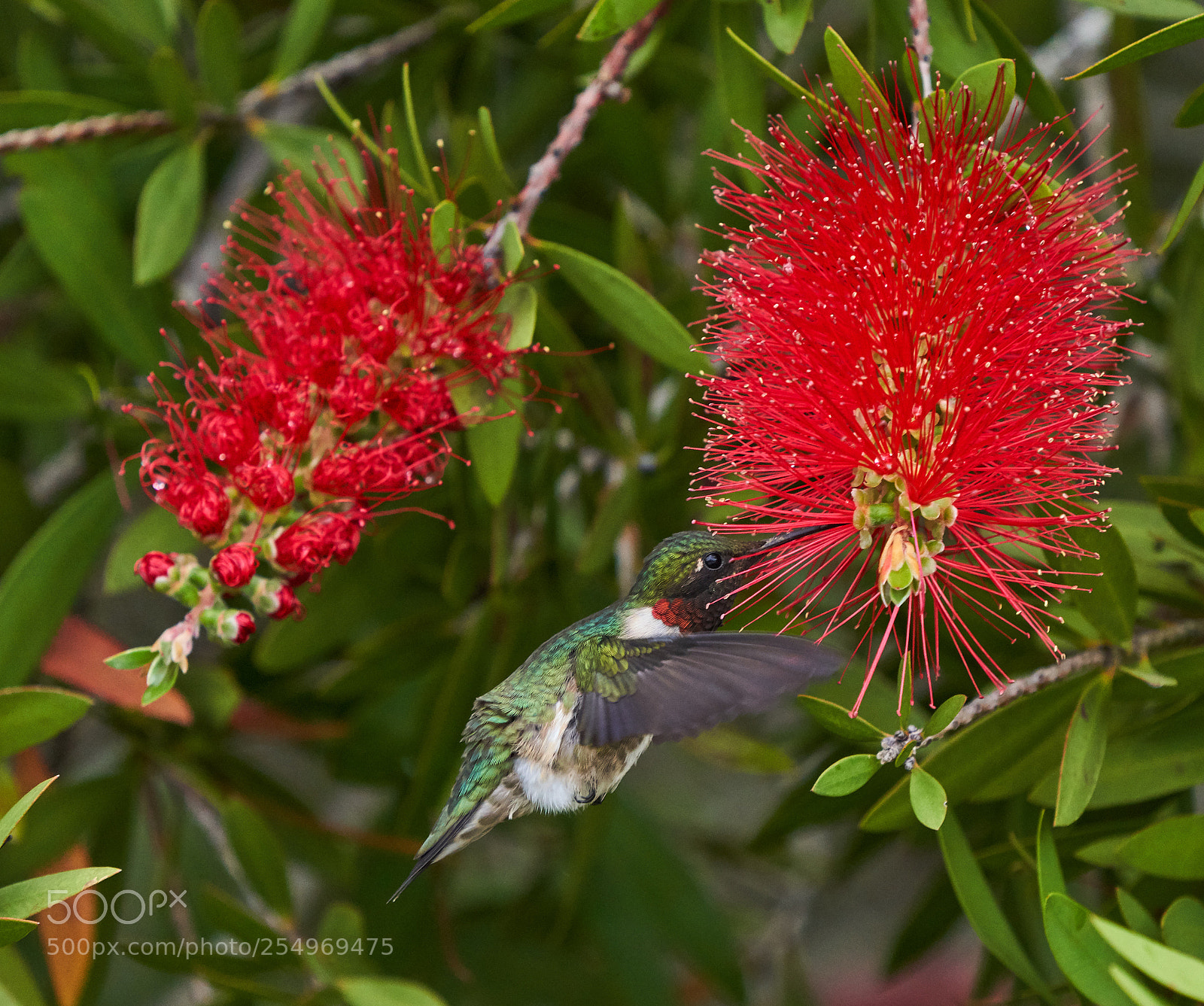 Sony a7R III sample photo. Hummingbirds photography