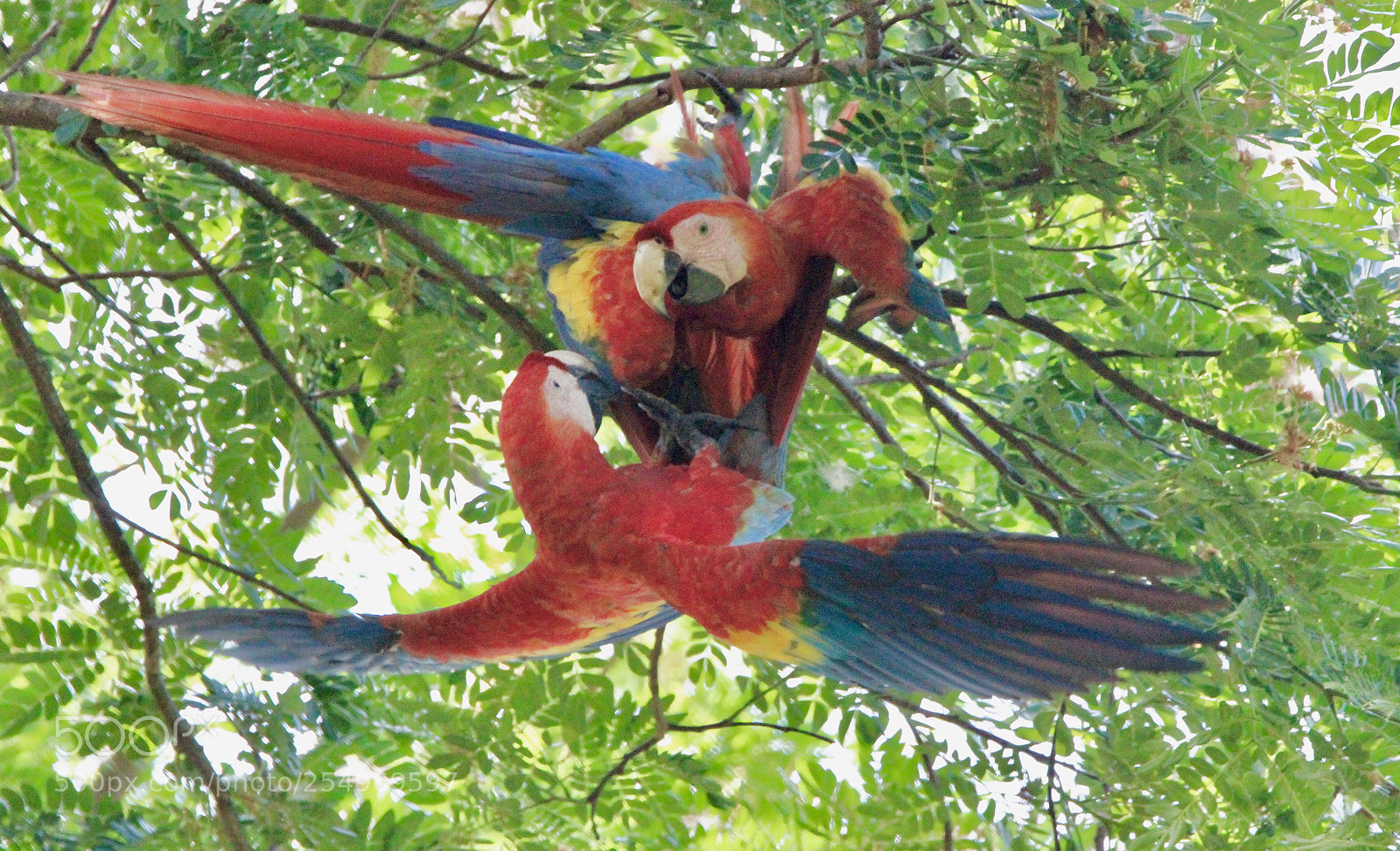 Canon EOS 600D (Rebel EOS T3i / EOS Kiss X5) sample photo. Macaws photography