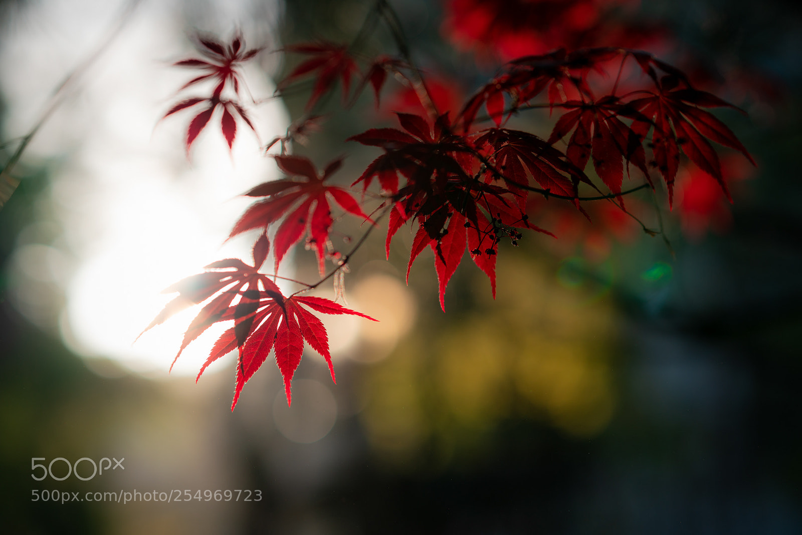 Sony a7R III sample photo. Maple leaf photography