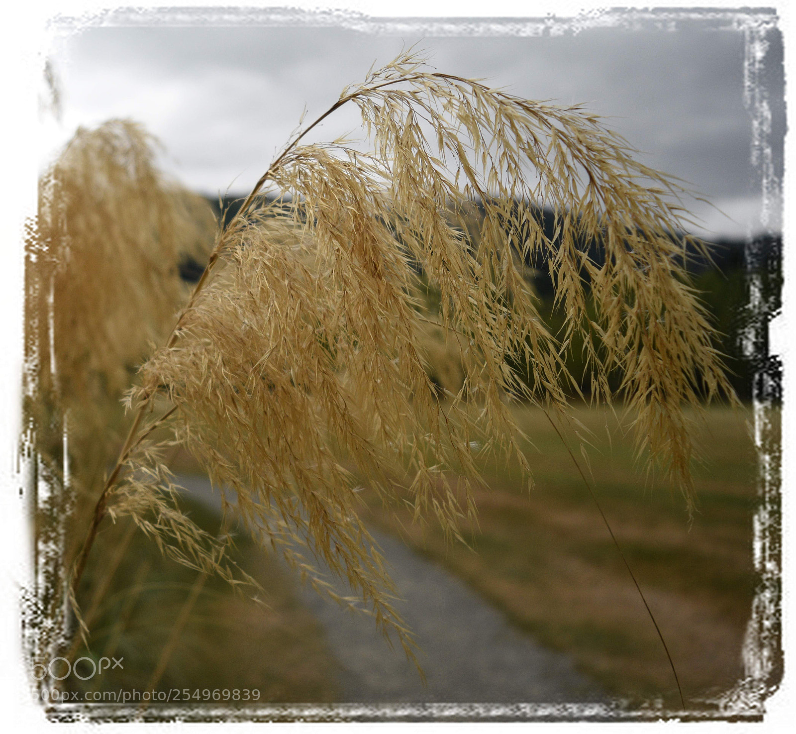 Nikon D5500 sample photo. Pussy willows photography