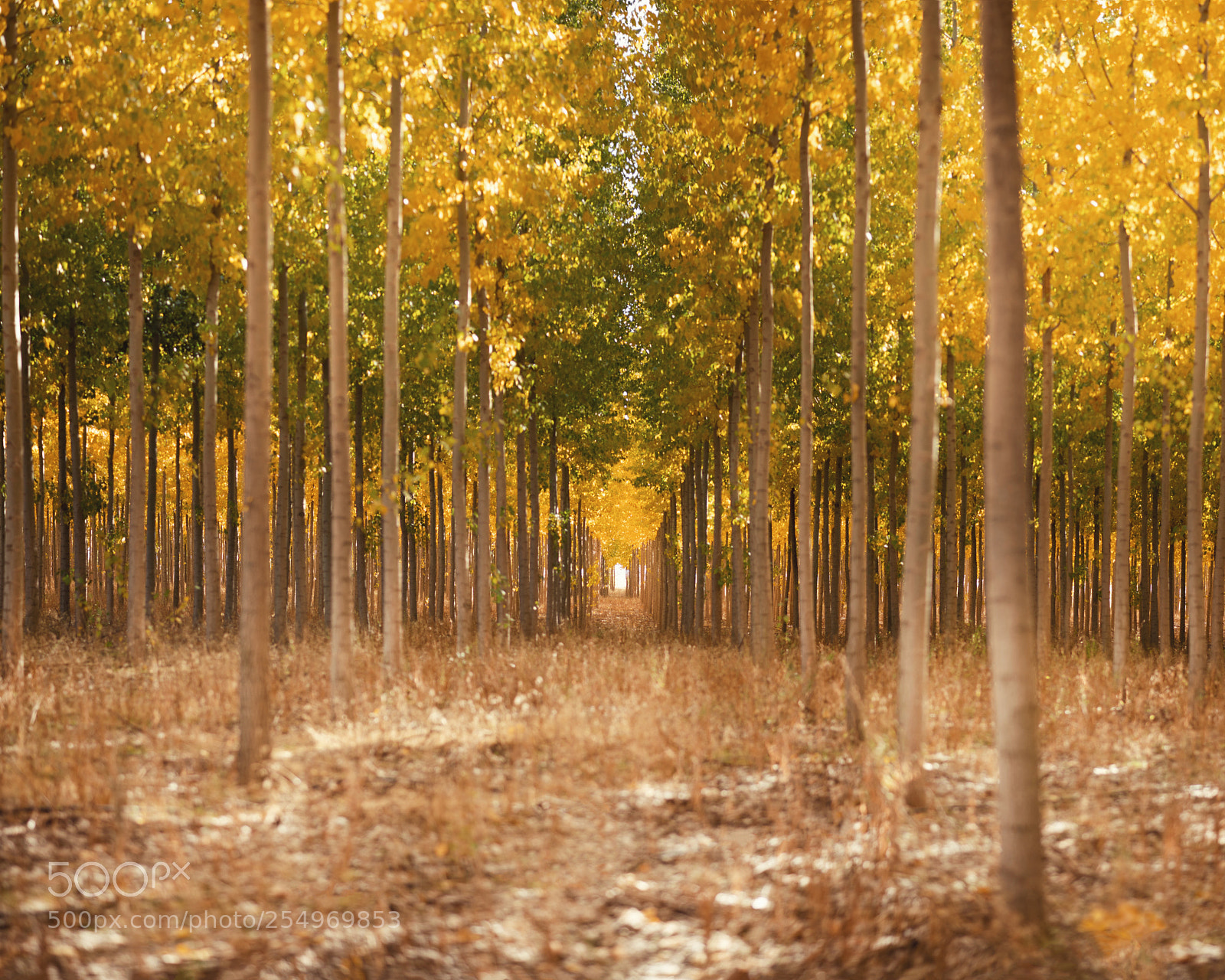 Nikon D810 sample photo. Boardman tree farm. oregon.  photography