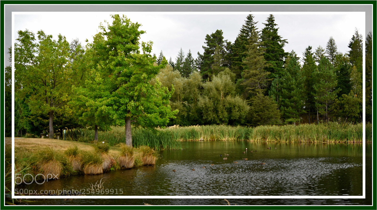 Nikon D5500 sample photo. Walking through the forest photography