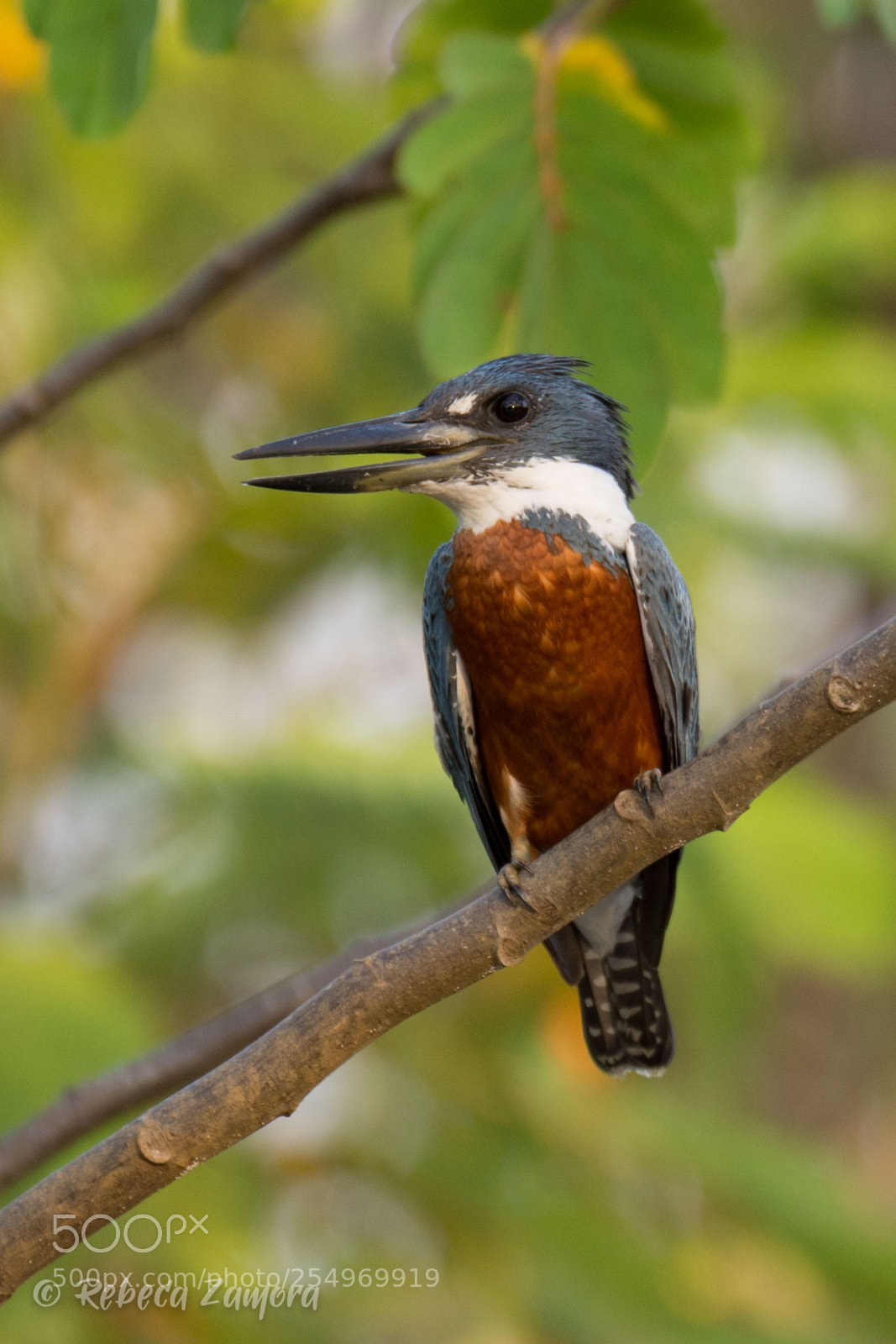 Nikon D7200 sample photo. Ringed kingfisher can o photography