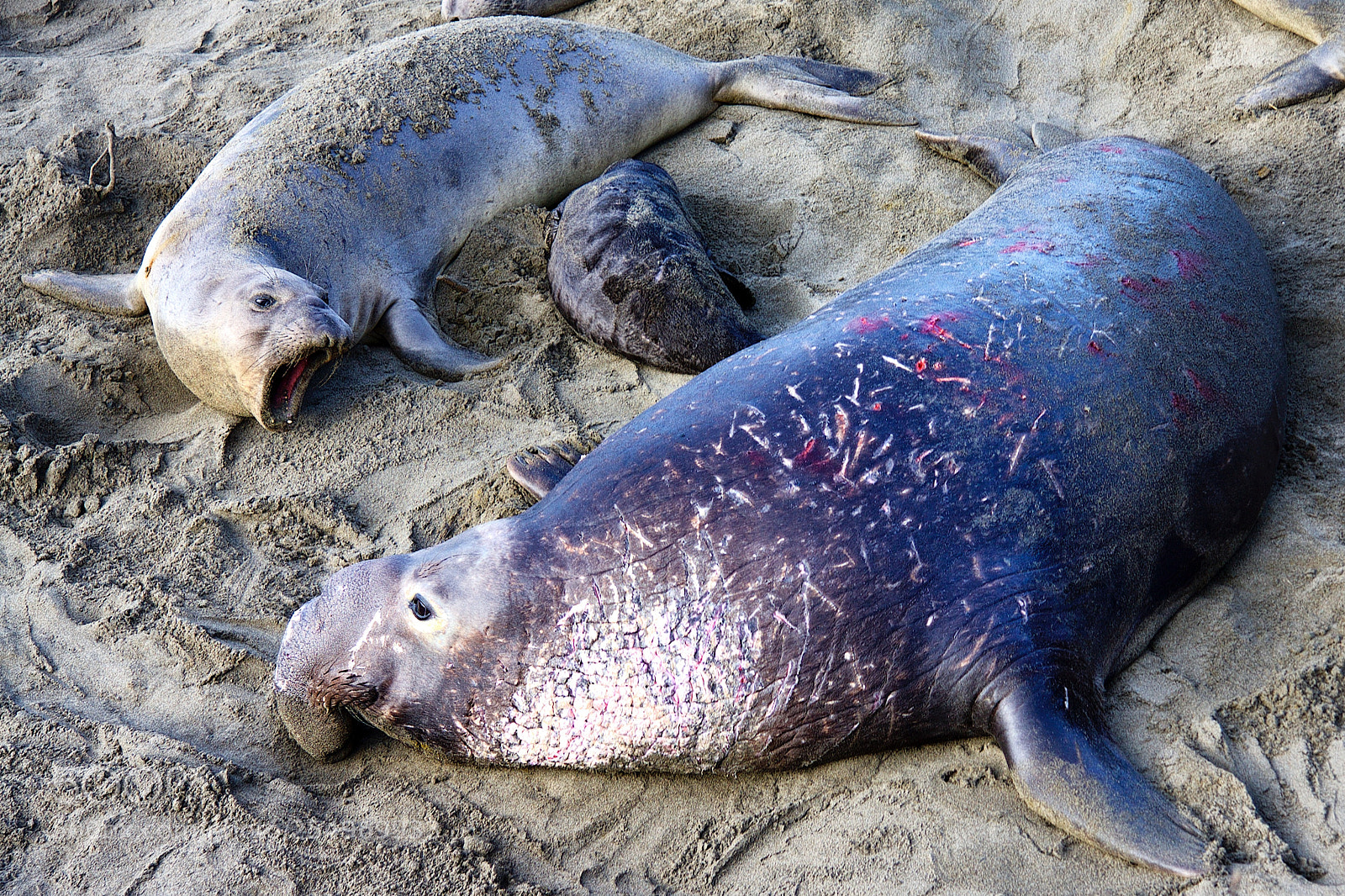 Canon EOS 40D sample photo. Elephant seal conflicts photography