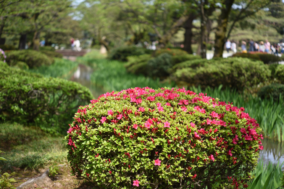 Nikon AF-S Micro-Nikkor 60mm F2.8G ED sample photo. ツツジと曲水 兼六園 photography
