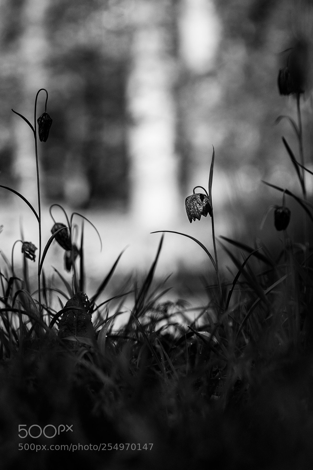 Nikon D7200 sample photo. Fritillary photography