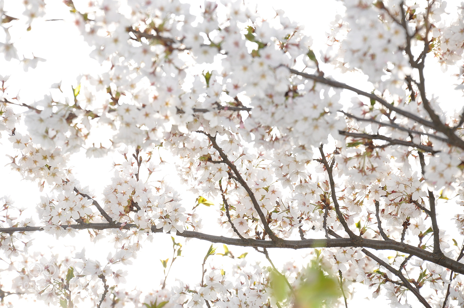 Nikon D90 sample photo. Sakura blooms in vilnius photography