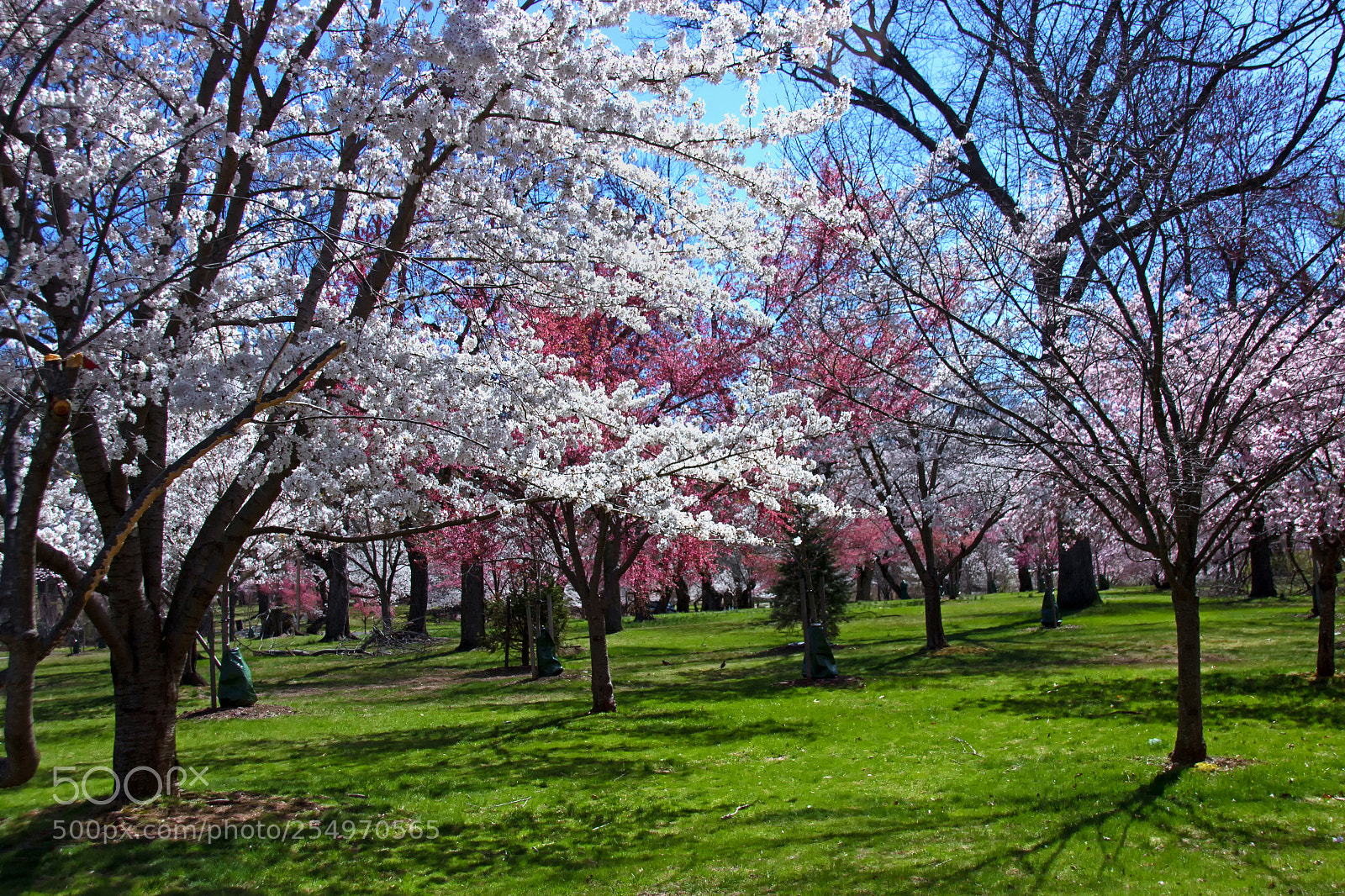Canon EOS 600D (Rebel EOS T3i / EOS Kiss X5) sample photo. Endless blossoms photography