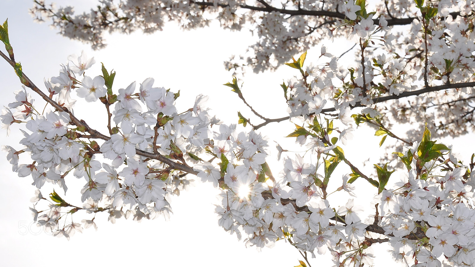 Nikon D90 sample photo. Sakura blooms in vilnius photography