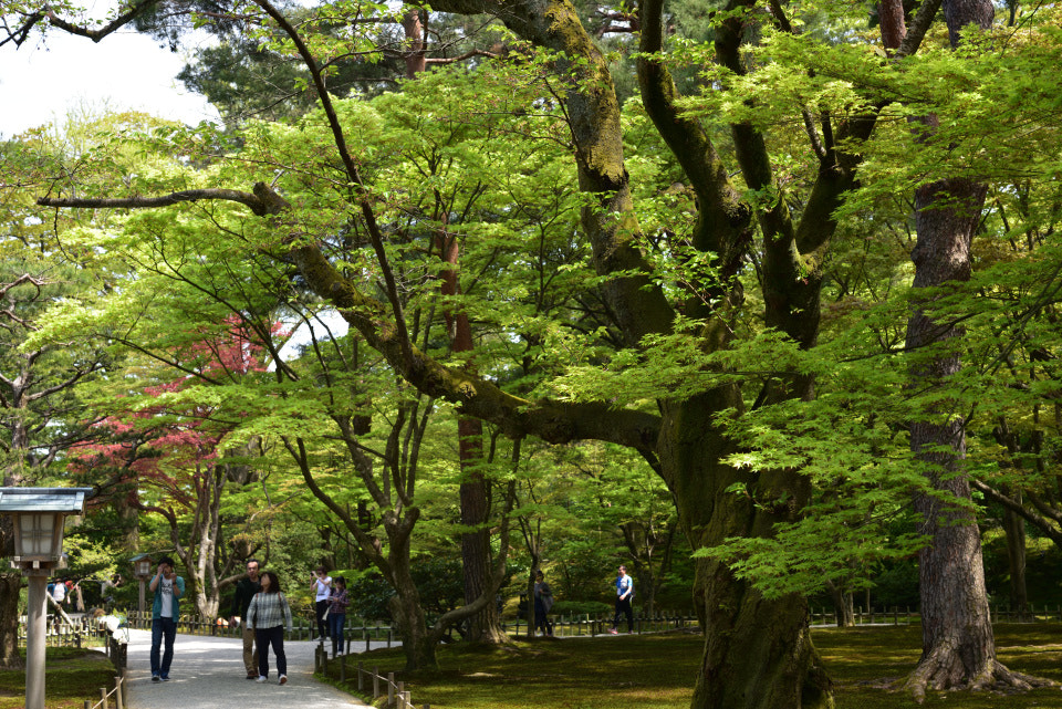 Nikon D750 + Nikon AF-S Micro-Nikkor 60mm F2.8G ED sample photo. 新緑の兼六園を歩く。 photography