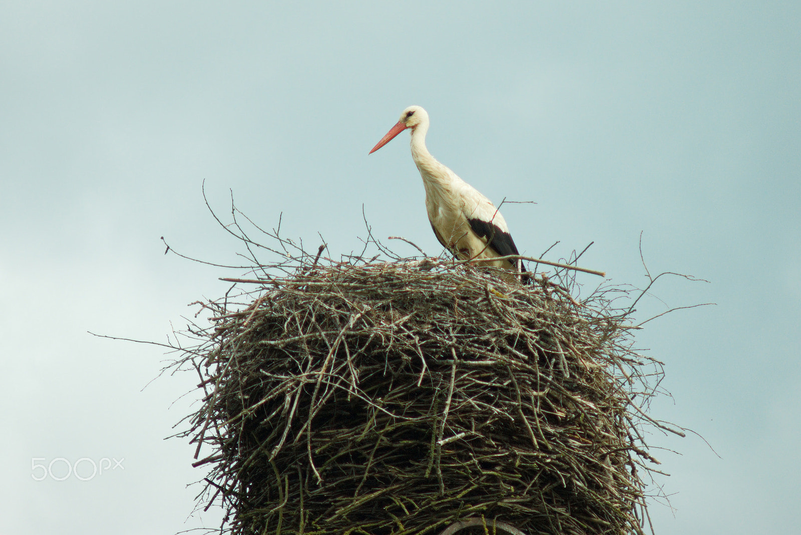 Sony Alpha DSLR-A390 + Minolta AF 70-210mm F4 Macro sample photo. Stork on the nest photography