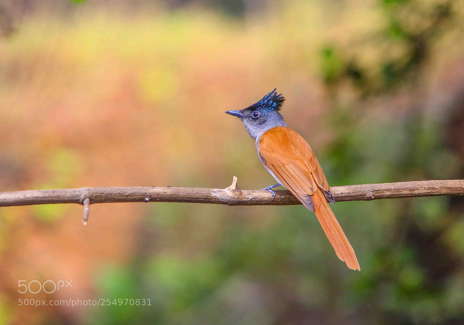 Canon EOS 700D (EOS Rebel T5i / EOS Kiss X7i) sample photo. Asian paradise flycatcher (female) photography