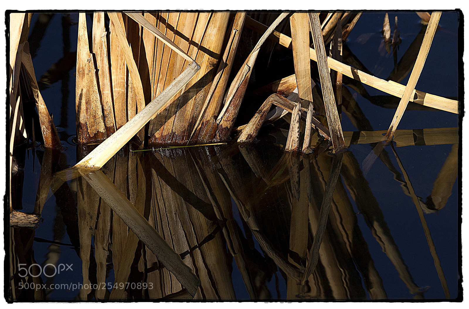 Canon EOS 7D sample photo. Reeds and reflections. photography