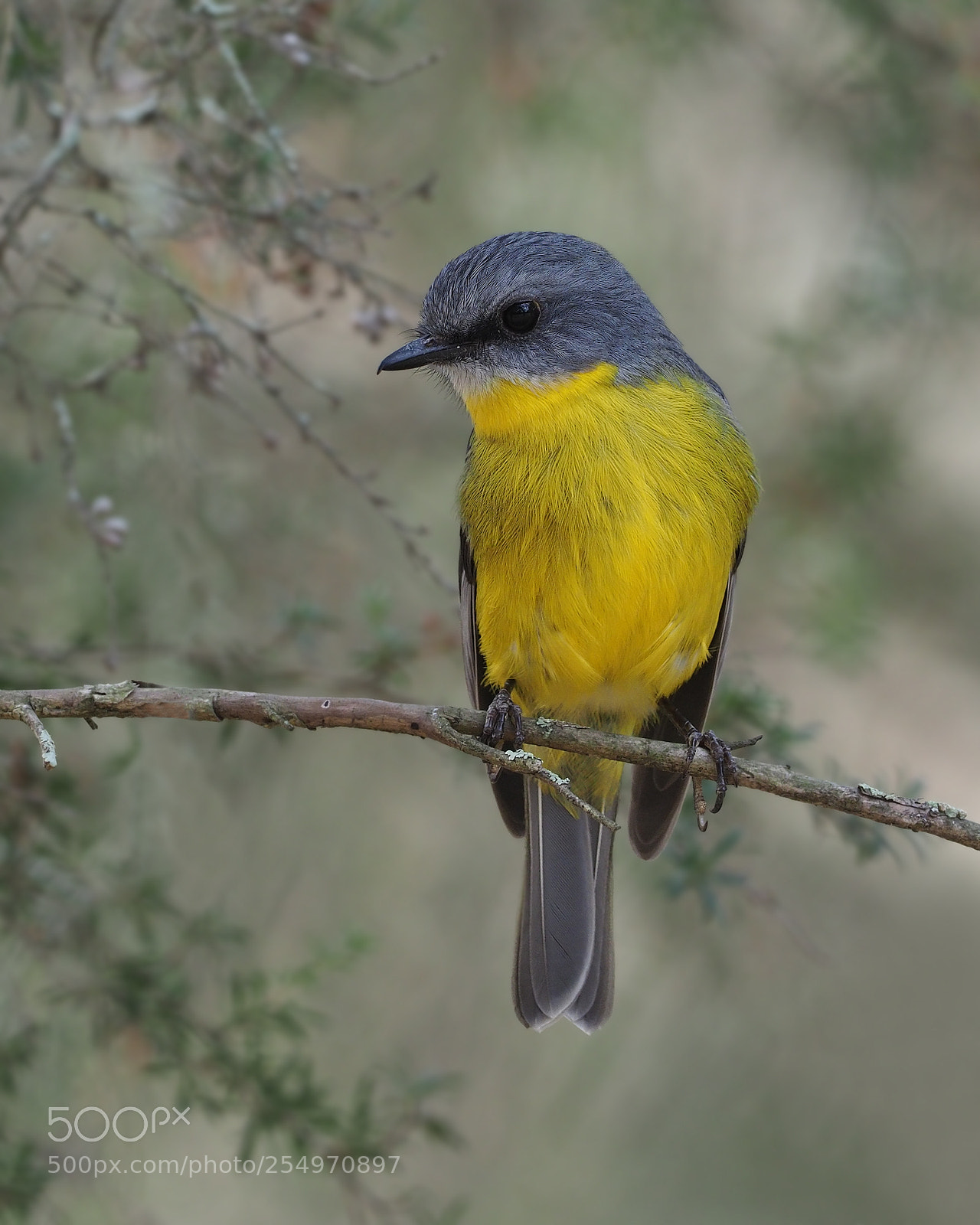 Olympus OM-D E-M1 Mark II sample photo. Eastern yellow robin photography