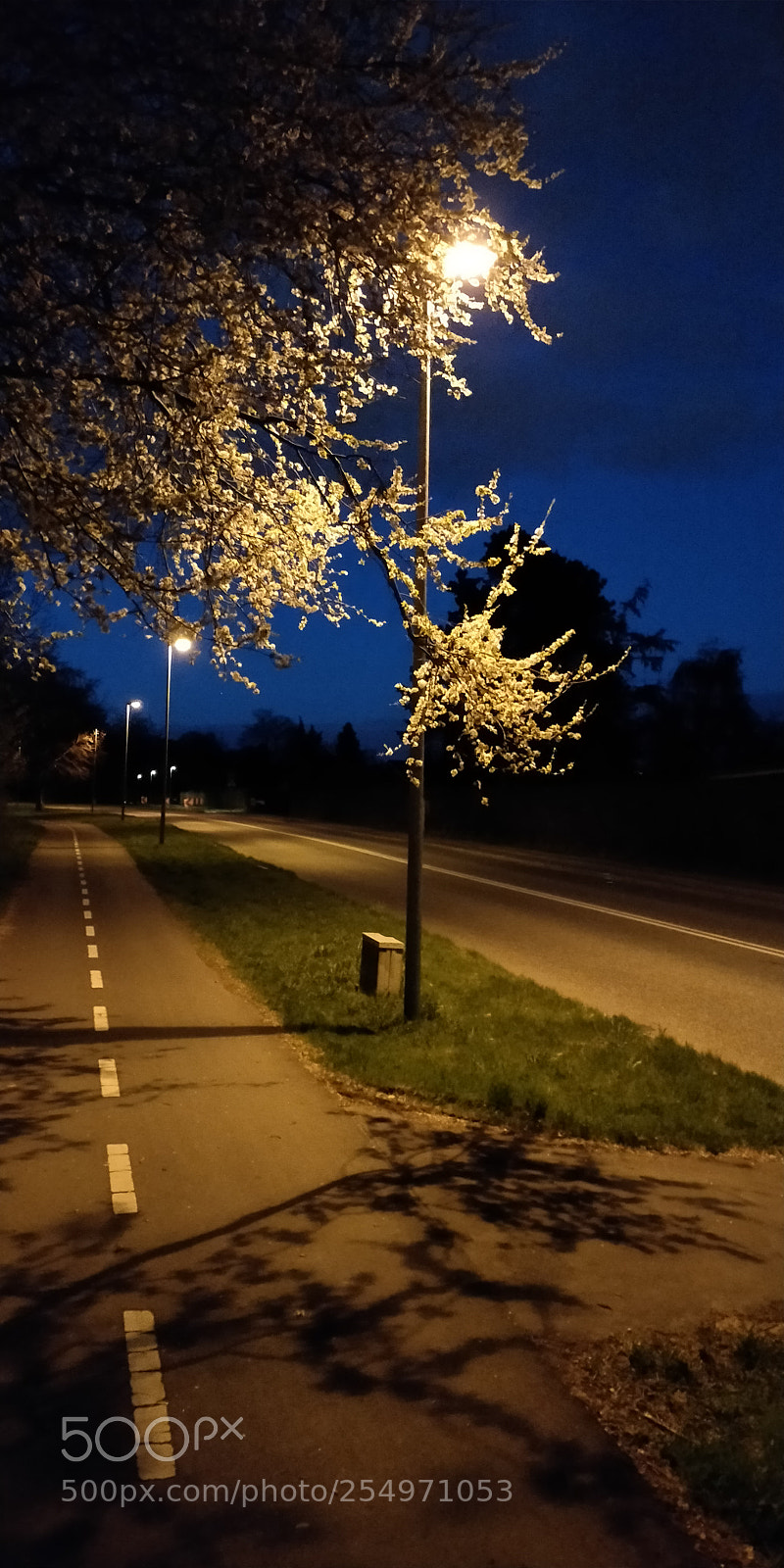 OnePlus 5T sample photo. Silent evening in spring photography
