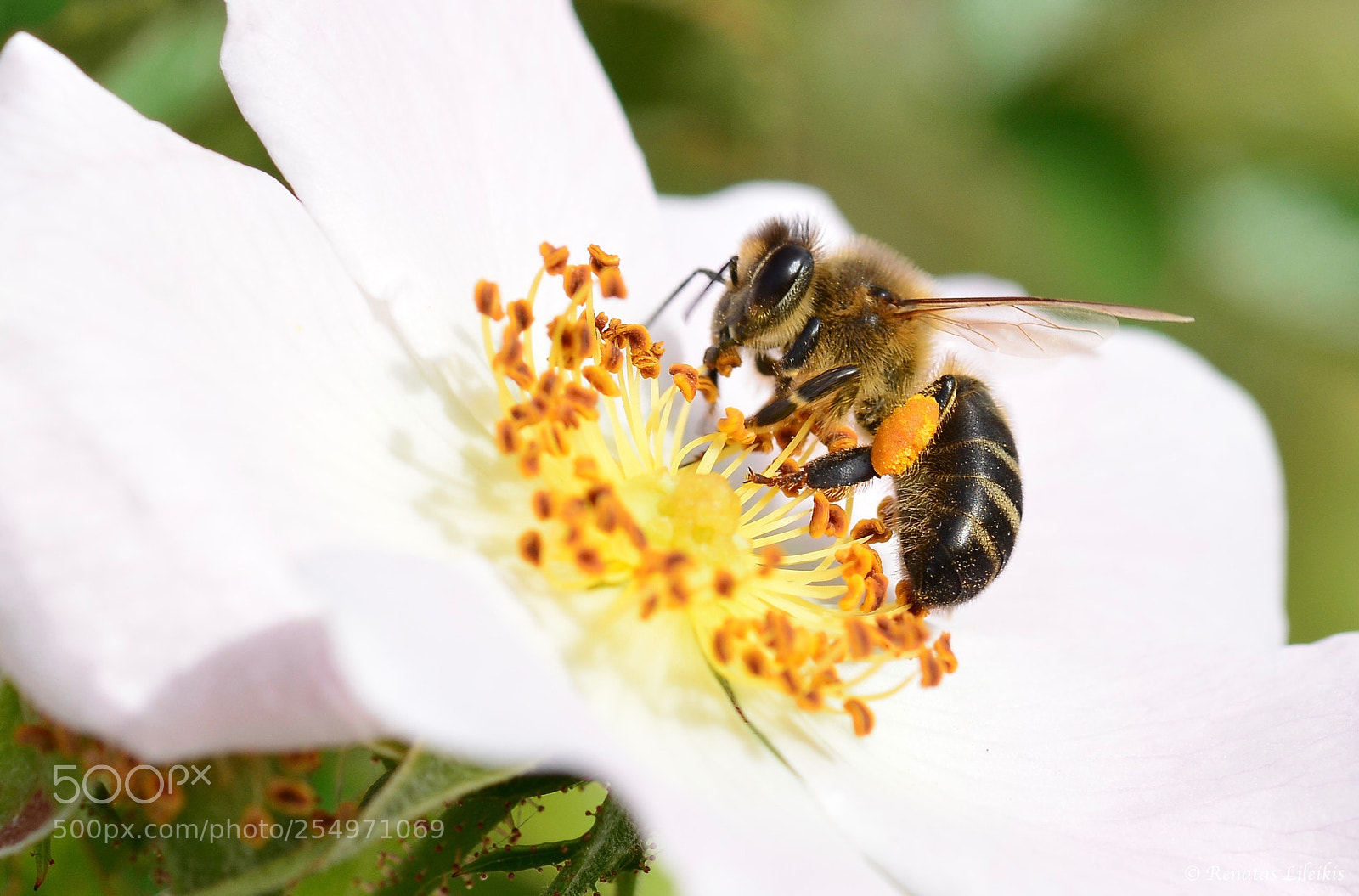 Nikon D7100 sample photo. Bee photography