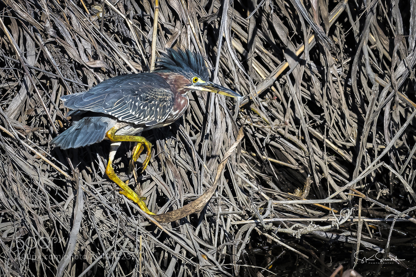 Nikon D850 sample photo. Green heron photography
