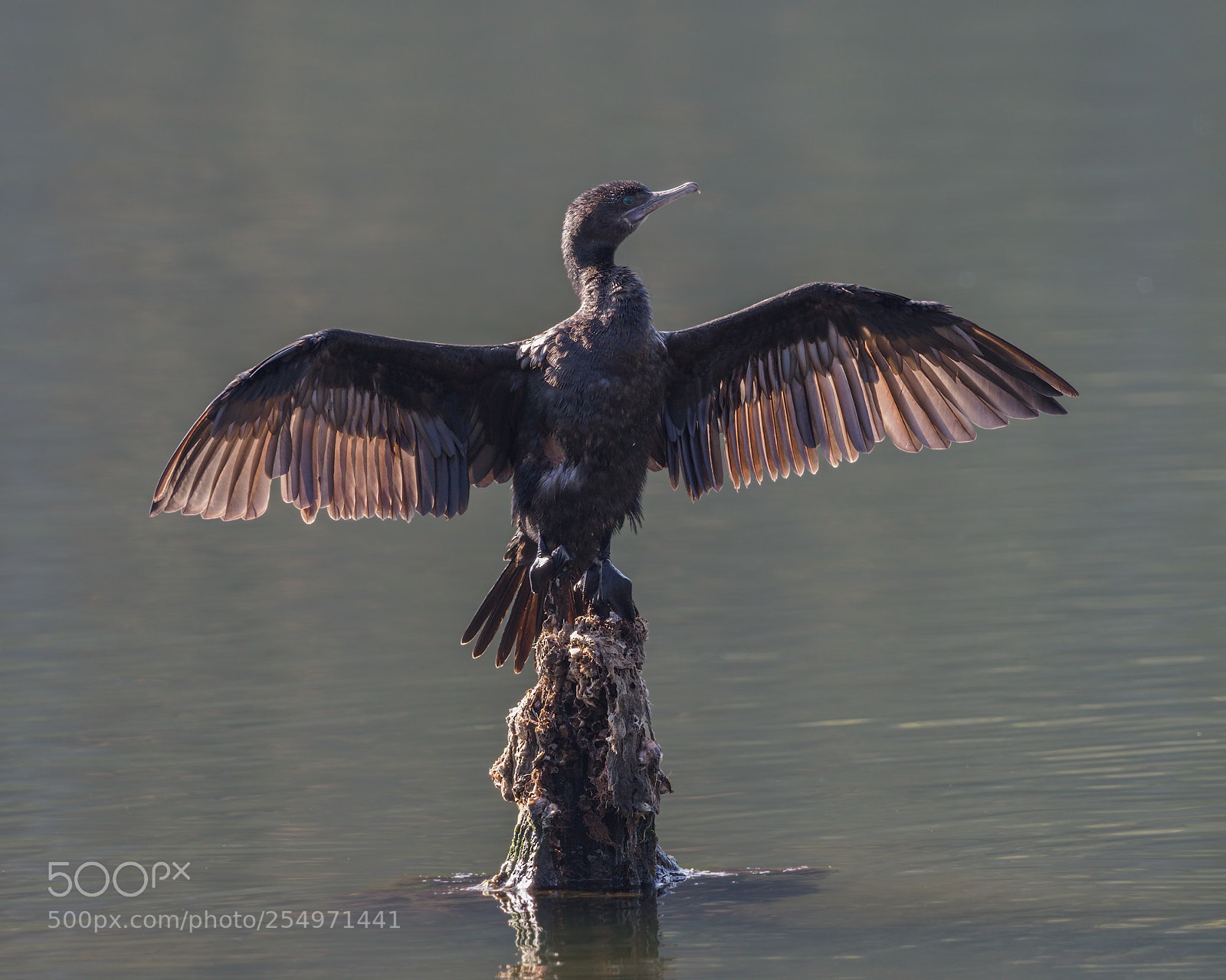 Olympus OM-D E-M1 Mark II sample photo. Little black cormorant (juvenile) photography
