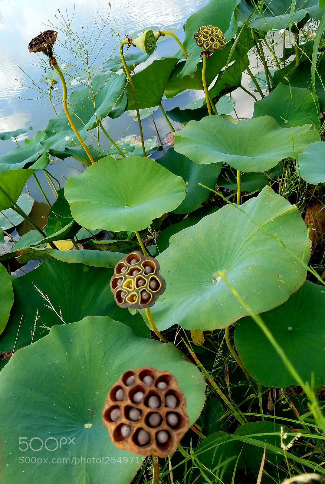 Samsung Galaxy S7 Edge sample photo. Water lilies photography