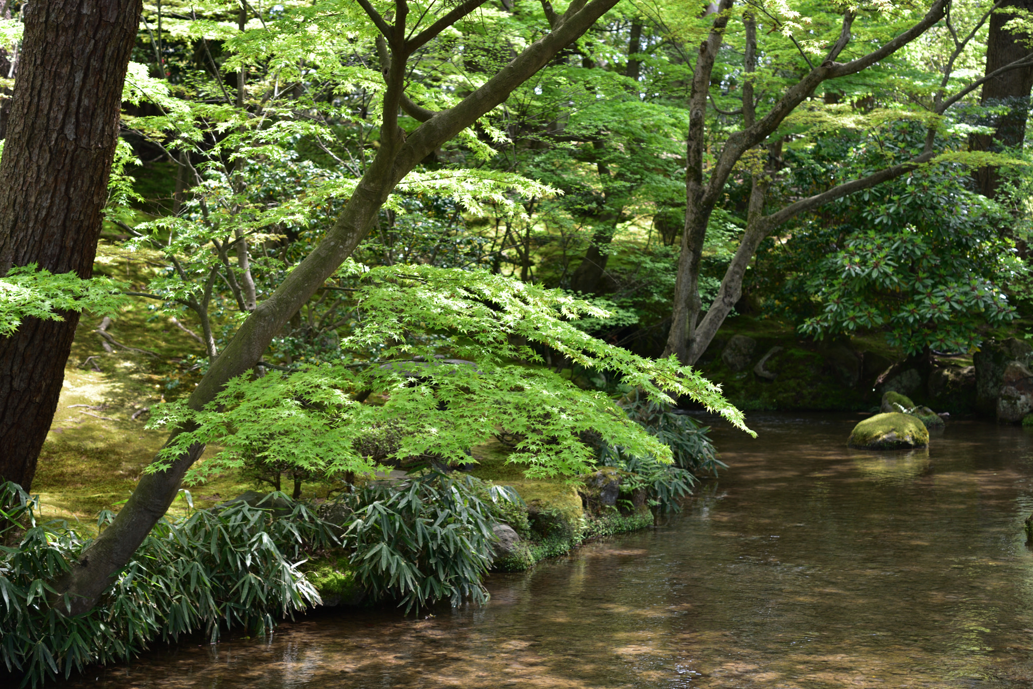 Nikon D750 + Nikon AF-S Micro-Nikkor 60mm F2.8G ED sample photo. 兼六園を流れる辰巳用水 photography